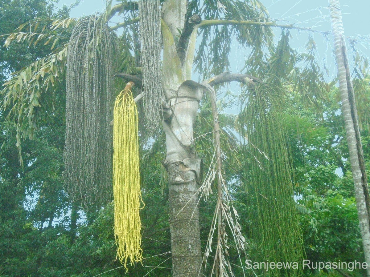 Caryota urens L.